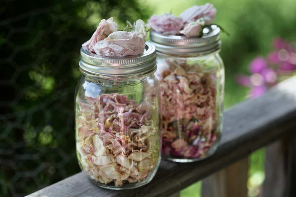 Dried Rose